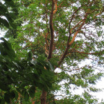 Мадрона (Arbutus menziesi)