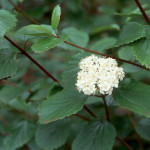 타원형 잎이 달린 Viburnum (Viburnum ellipticum)