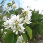 Pacific serviceberry (Amelanchier alnifolia) in EMSWCD yard