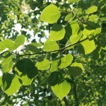 종이 자작나무(Betula papyrifera)