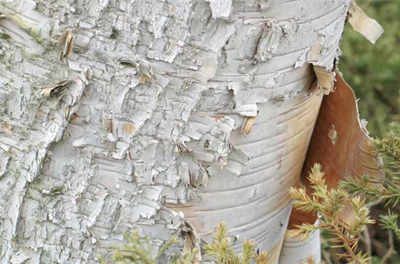 How to Grow and Care for a Paper Birch Tree