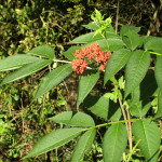 البلسان الأحمر (Sambucus racemosa)
