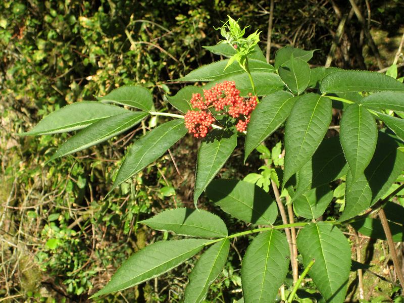 البلسان الأحمر (Sambucus racemosa)