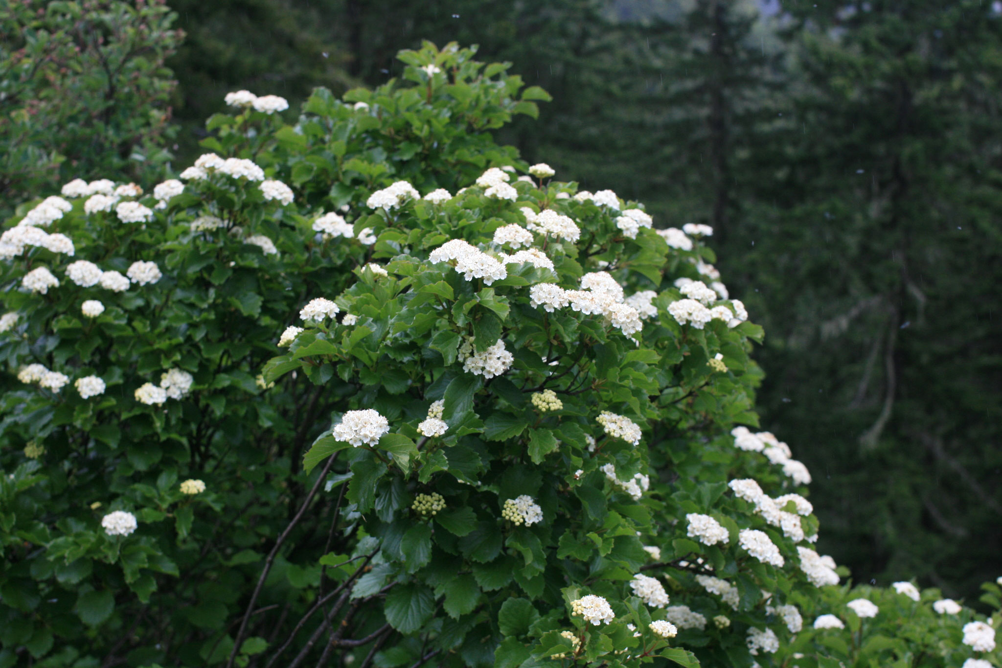 photo of flowering oval-leaved viburnum bush