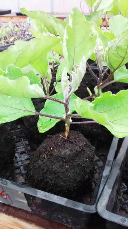 plants growing out of pot-less soil blocks