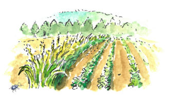 Illustration of a beetle bank along row crops. Beetle not to scale!