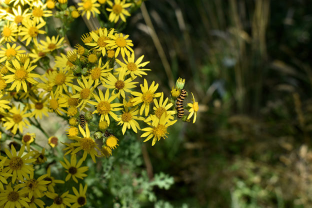 Tansy weed (Senecio jacobaea) en flor con orugas de polilla cinabrio alimentándose de ella