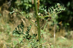 Tansy weed (Senecio jacobaea) in bloom with cinnabar moth caterpillars feeding on it
