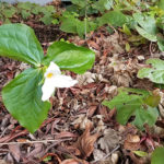 Білий трилій (Trillium ovatum)