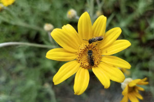 Oregon sunshine and pollinators