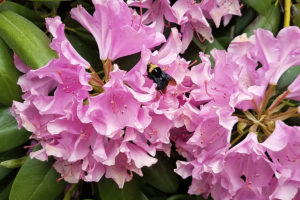 Rhododendron and yellow-faced bumble bee