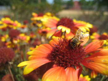 honey bee visiting blanket flowers