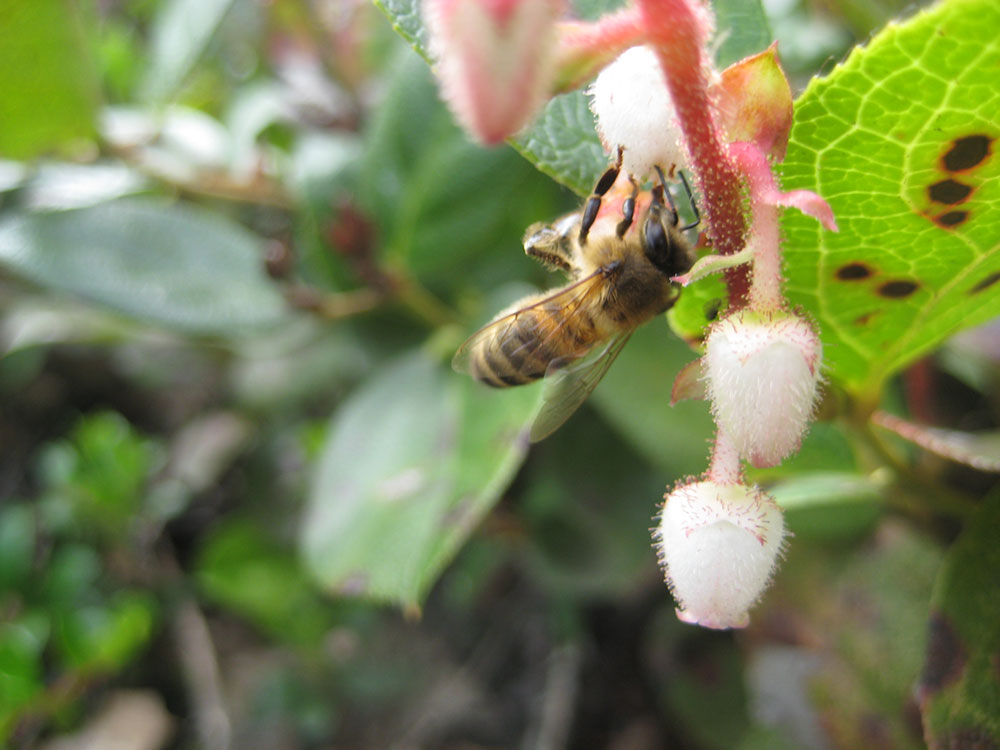 A honey bee visiting salal flowers