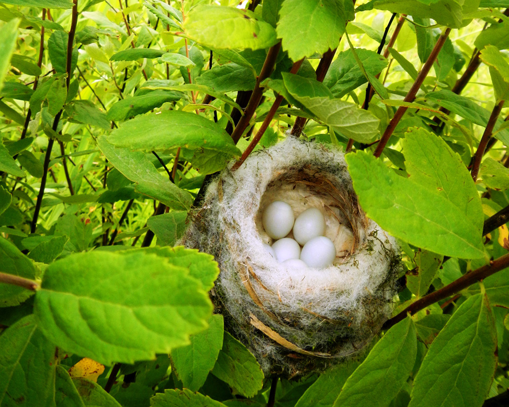 A bird nest with several eggs tucked away in foliage.