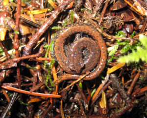 An Oregon Slender Salamander curled up and camouflaged among some twigs and plant material.