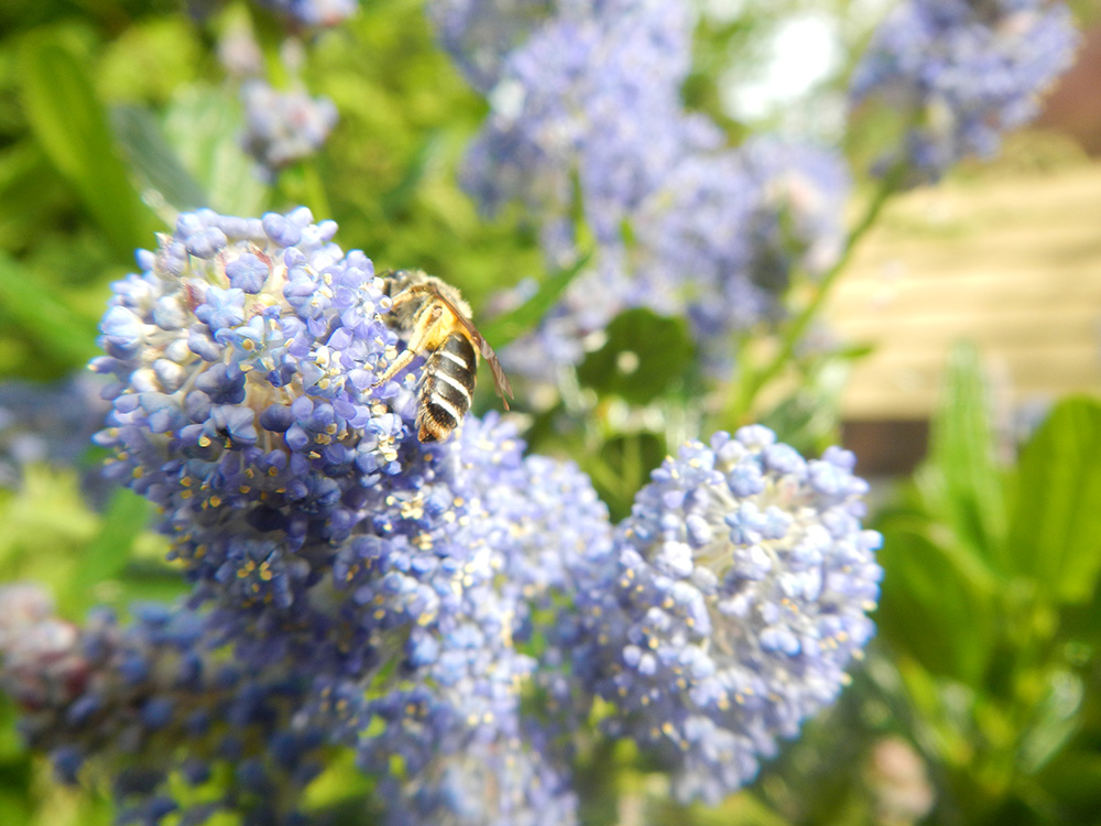 A bee visits the flowers on some blue blossom ceanothus
