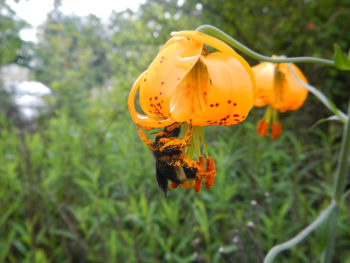 A pollen-covered bumble bee visits a native Tiger lily flower