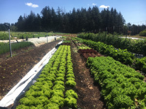 Rows of greens in the Farm Punk Salads plots at Headwaters Farm