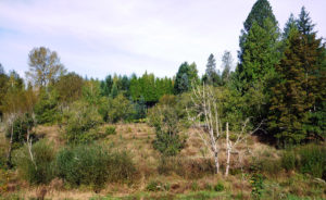 During restoration, area has been planted and is growing in.