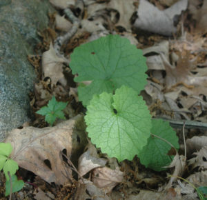close-up of garlic mustard leaves - garlic mustard first forms a low mound of leaves called a rosette