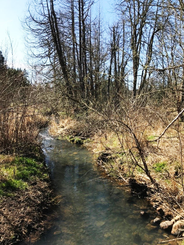 stream running through a vegetated area with trees in the near distance