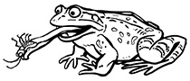 hình minh họa của một con ếch đang ăn một con ruồi