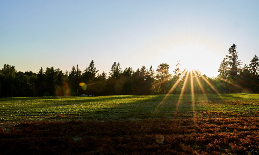 the sun rises over trees bordering a farm plot where grass seed is being grown. Clear sunburst lines are prominent from the sunrise