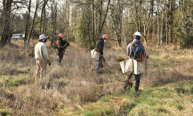 staff and contractors staking native plants at a site along Johnson Creek