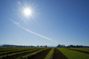 một cánh đồng với cây che phủ ở phía trước, dưới bầu trời xanh đầy nắng và mặt trời rực rỡ ở phía trên bên trái