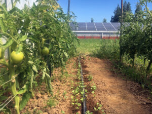 Rows of tomatoes are growing, green and not ripe yet, in the close-up foreground. Between the two vegetable rows in the distance, the solar panels on a structure are visible