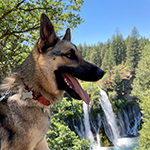 side profile photo of a dog in a natural area, trees and waterfall in the background