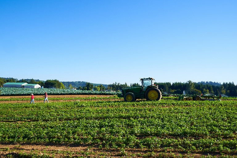 A sunny day, parsley and brussel sprouts at Sandy River Bluff Farm. In the field a tractor sits.
