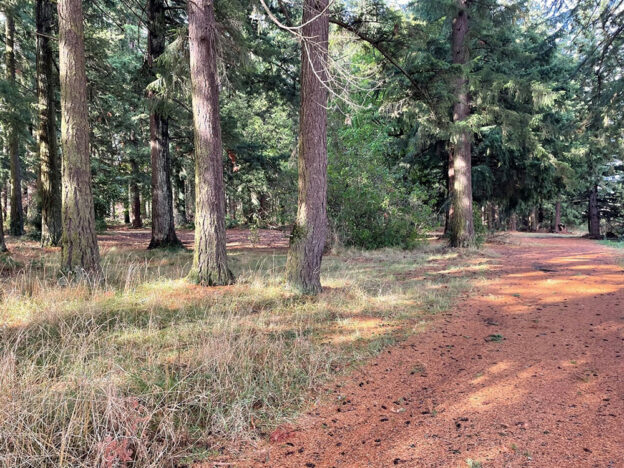 A grove of Douglas fir trees and a future access way at the Former Shaull property