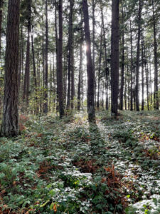a grove of Douglas fir trees