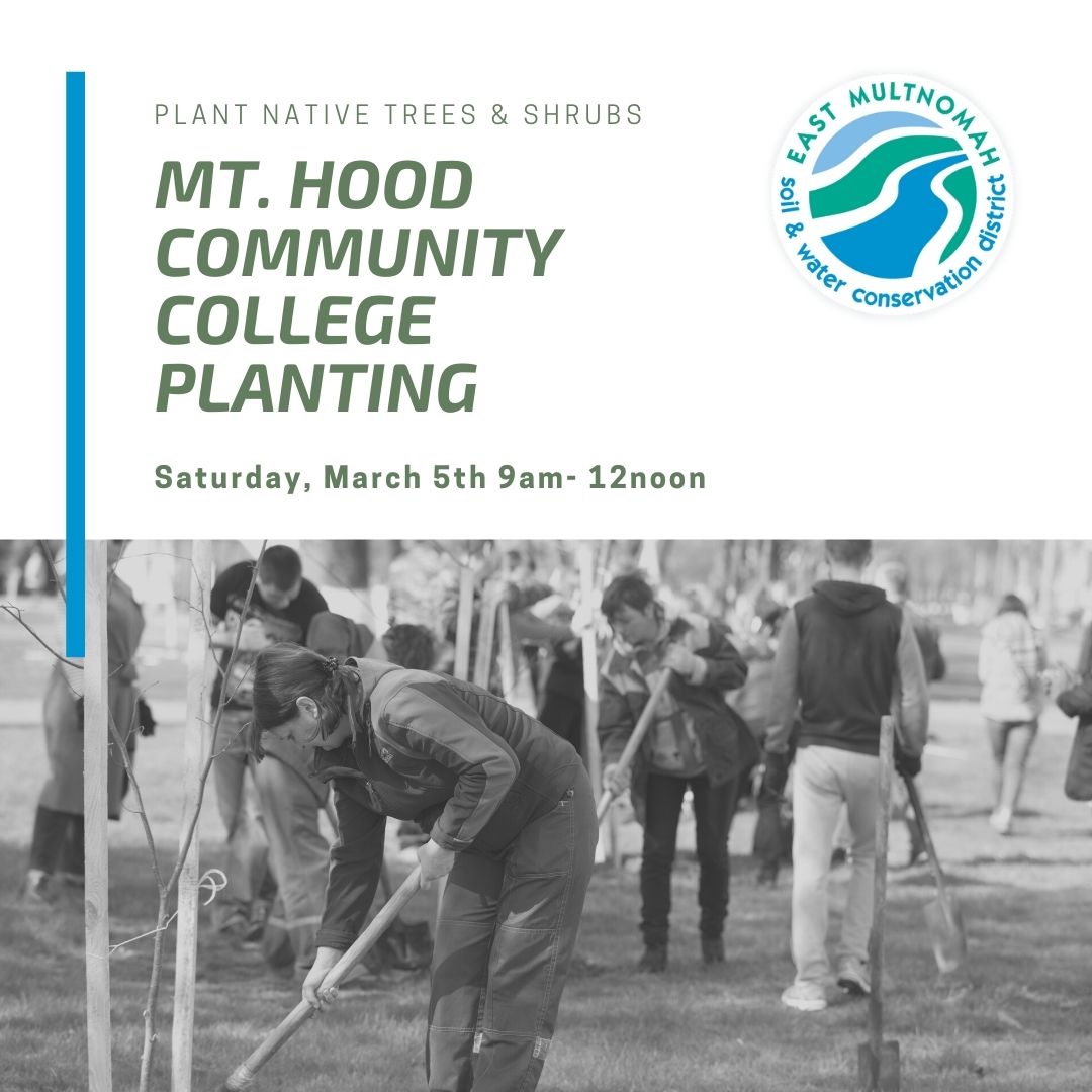 Mt. Hood Community College Volunteer Planting