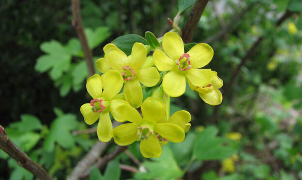 close-up photo of golden currant flowers, with five yellow petals on each flower, and slightly out-of-focus green foliage in the background
