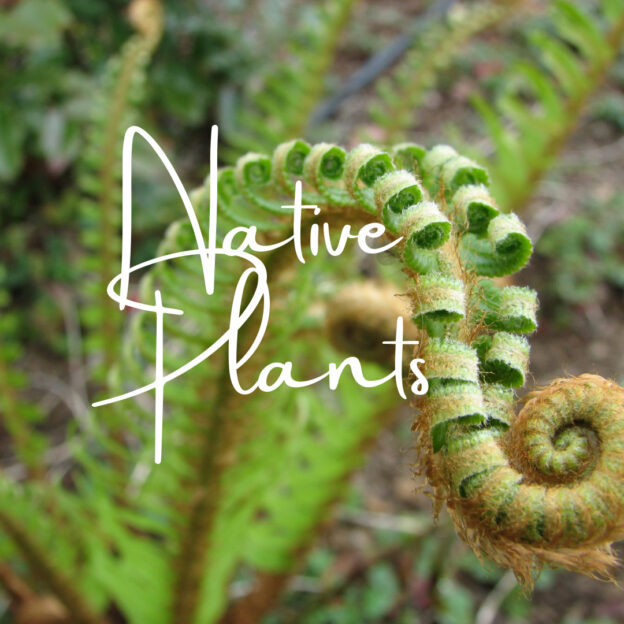 Hình ảnh một cây dương xỉ có dòng chữ Native Plants phủ lên.