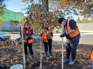 Des élèves du lycée Rosemary Anderson plantent des arbres à Montevilla
