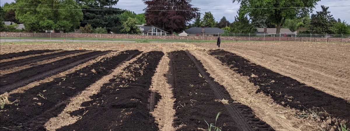 crop rows with bare soil in a farm field