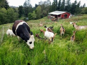 奶牛在绿草田里吃草