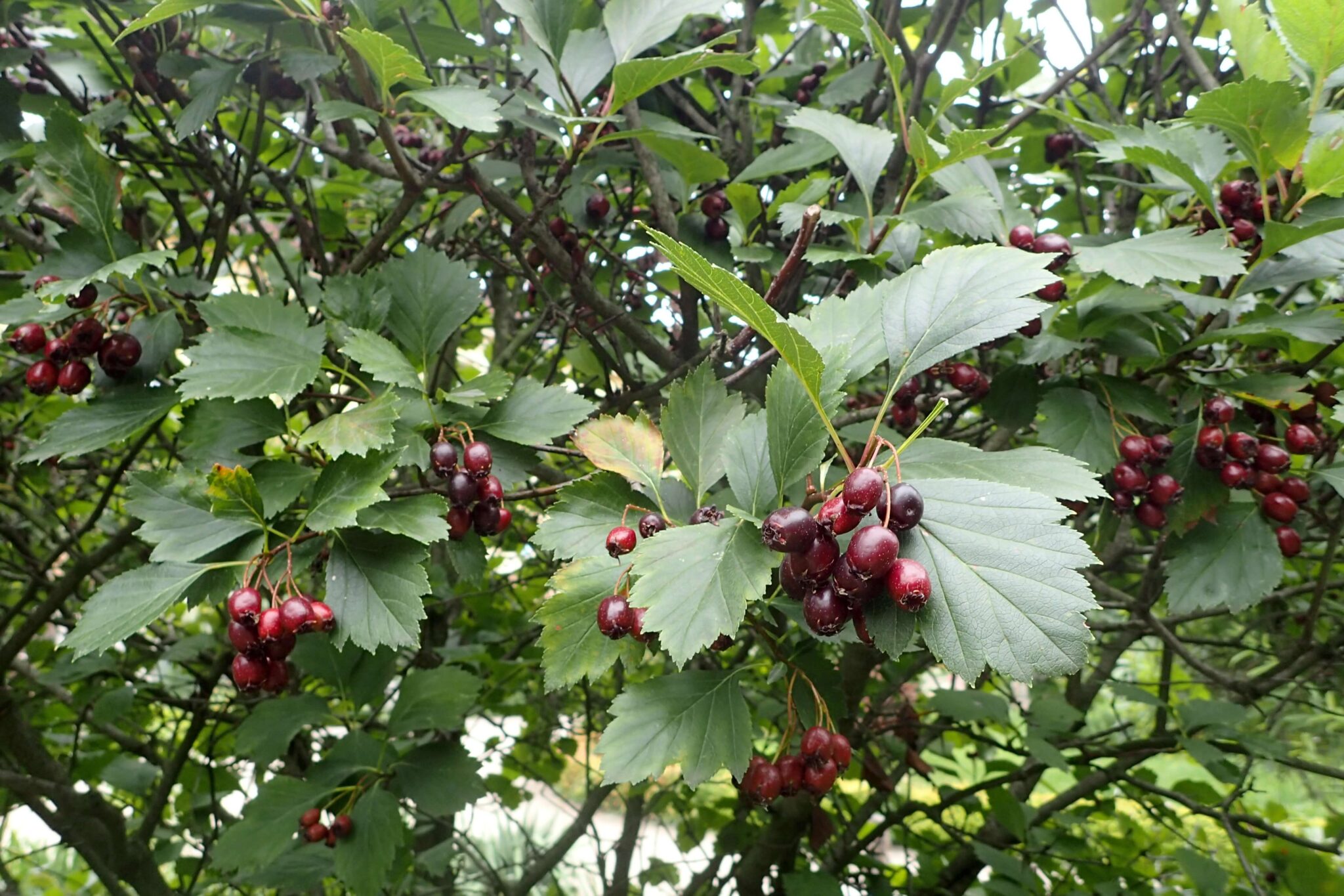 Crataegus_douglasii_kz1