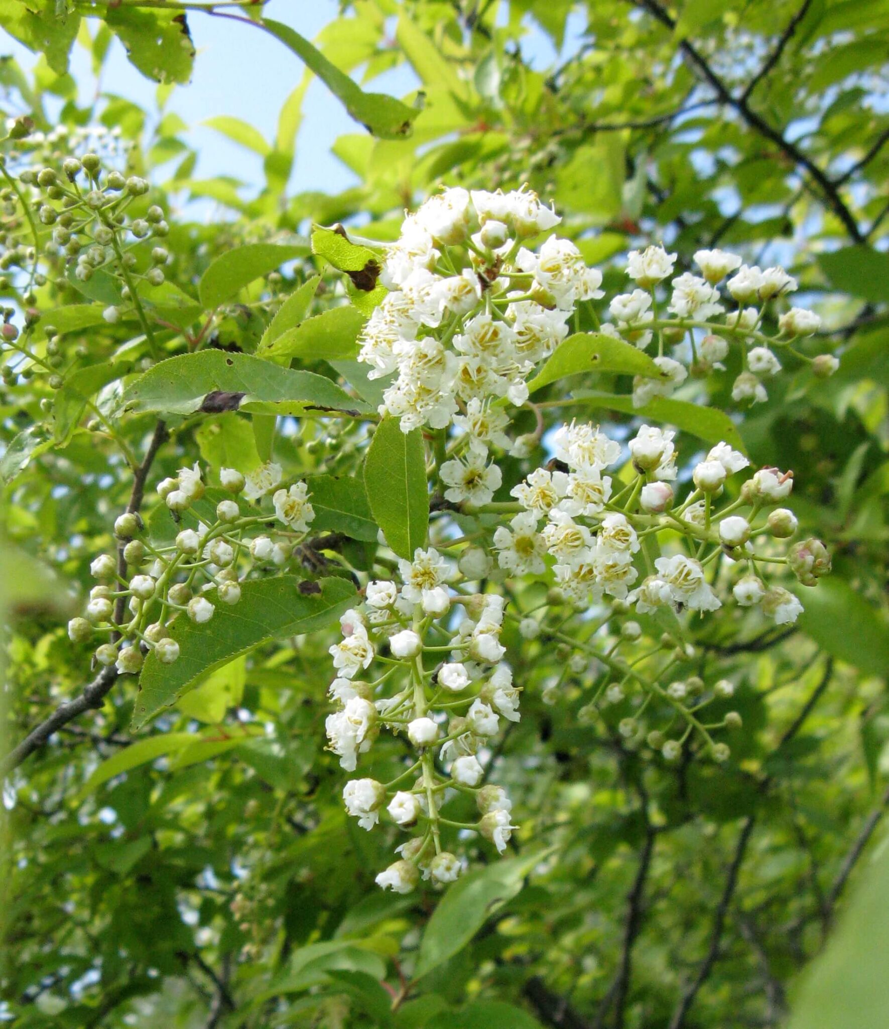 Prunus_virginiana_flowers
