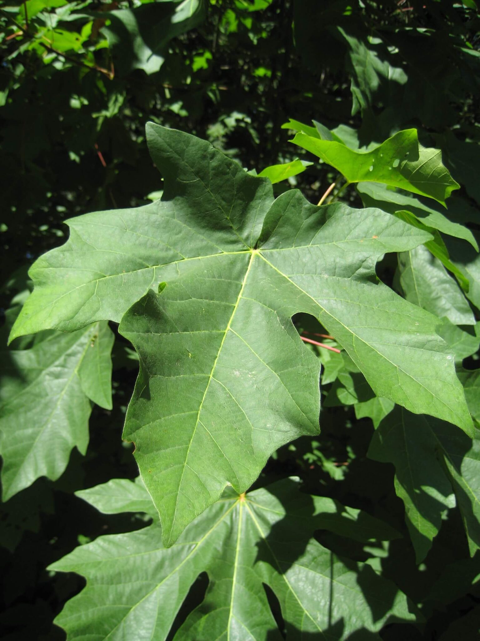 bigleaf-maple_2