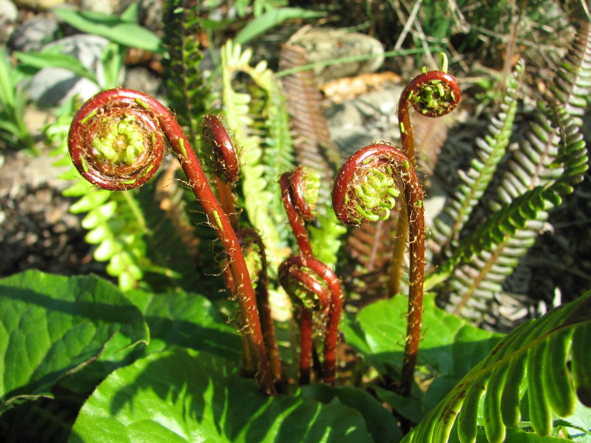 emswcd-deerfern3