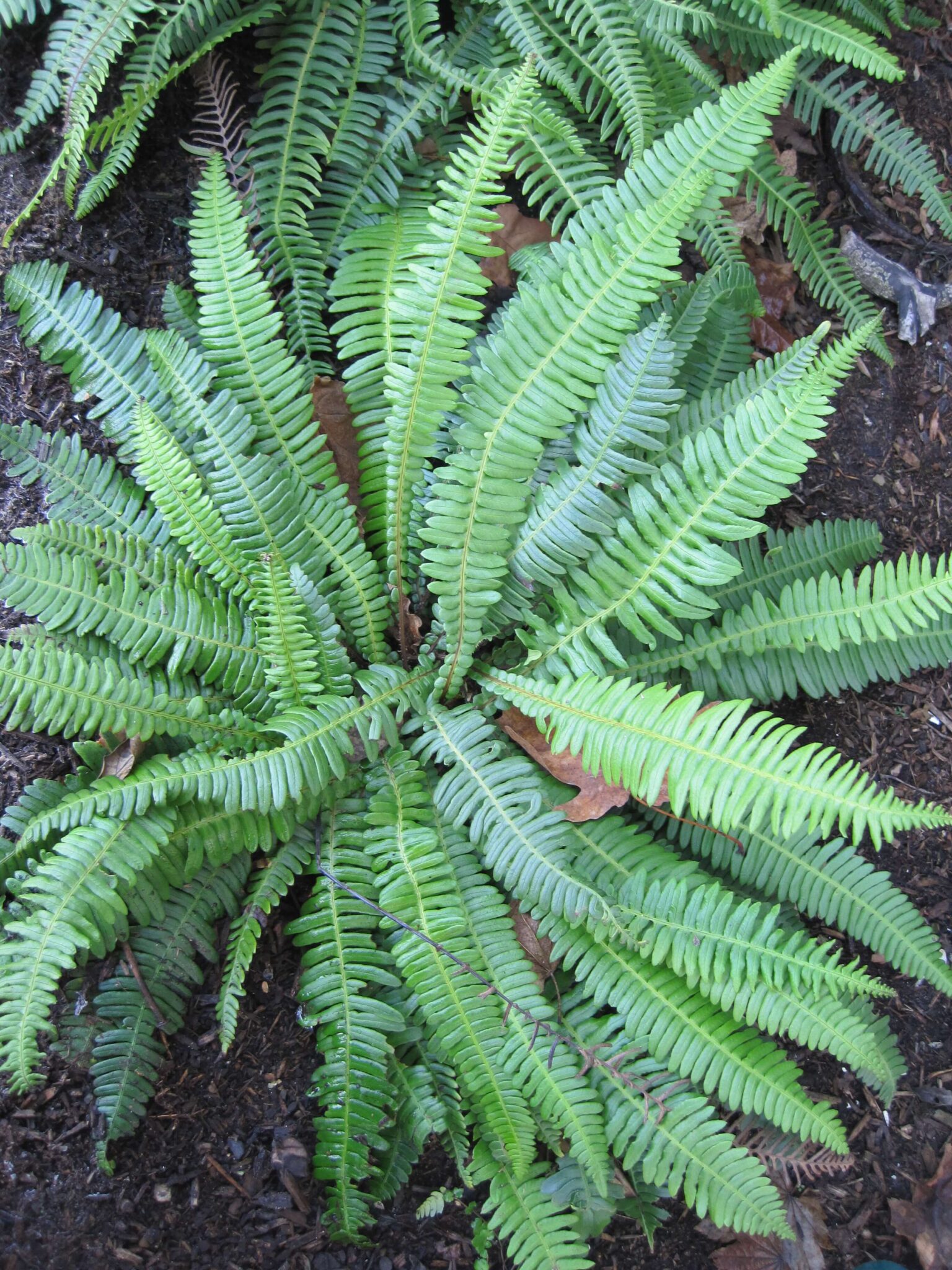 emswcd-deerfern_0