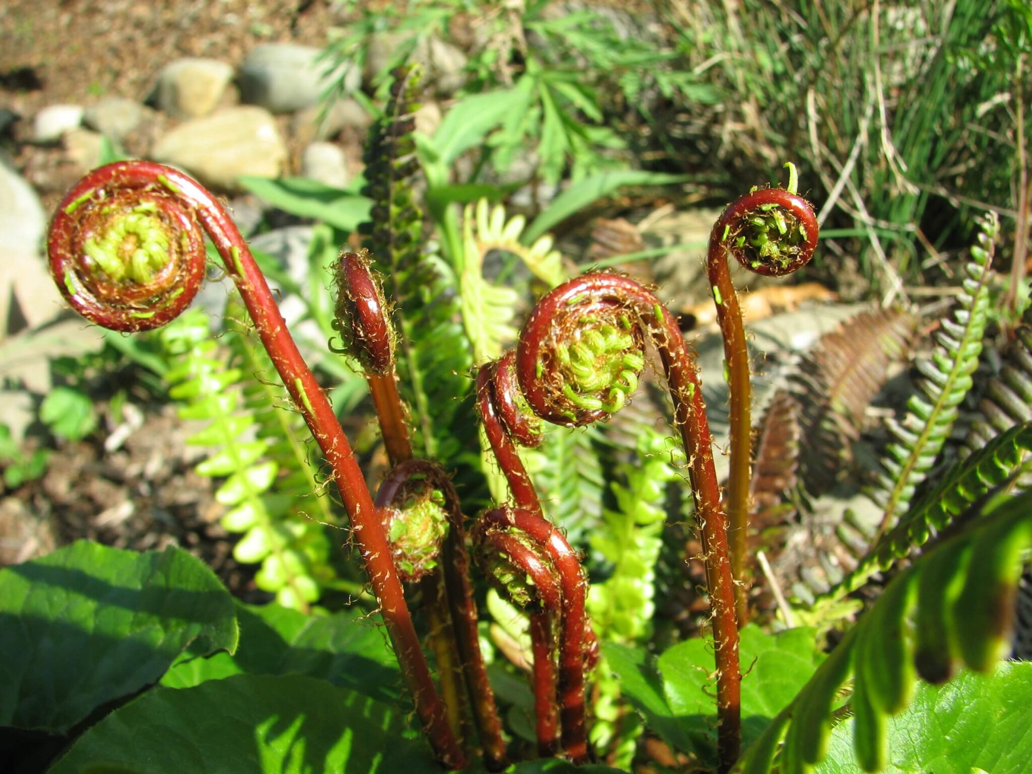 emswcd-deerfern_2