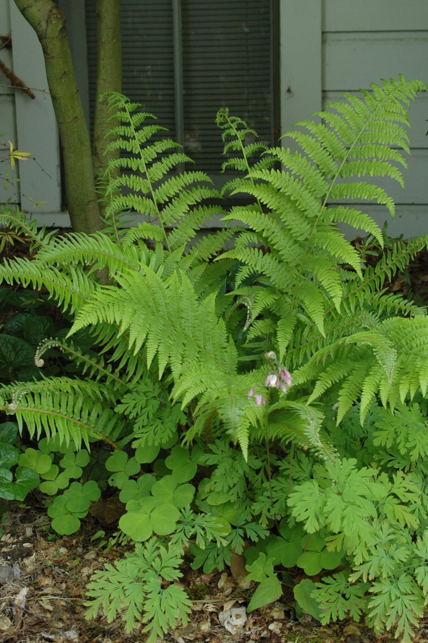 emswcd-lady-fern_0