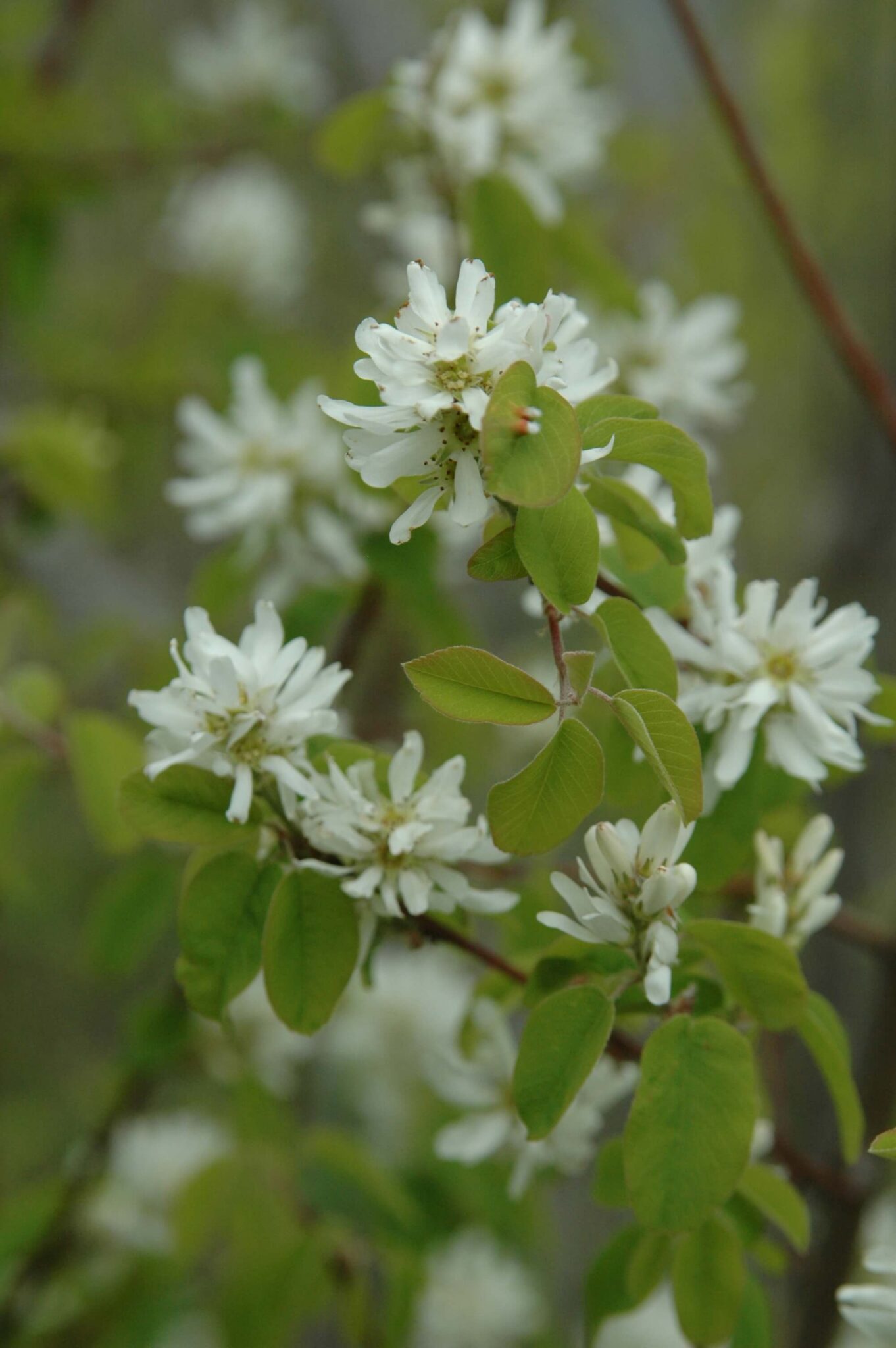 emswcd-serviceberry_3
