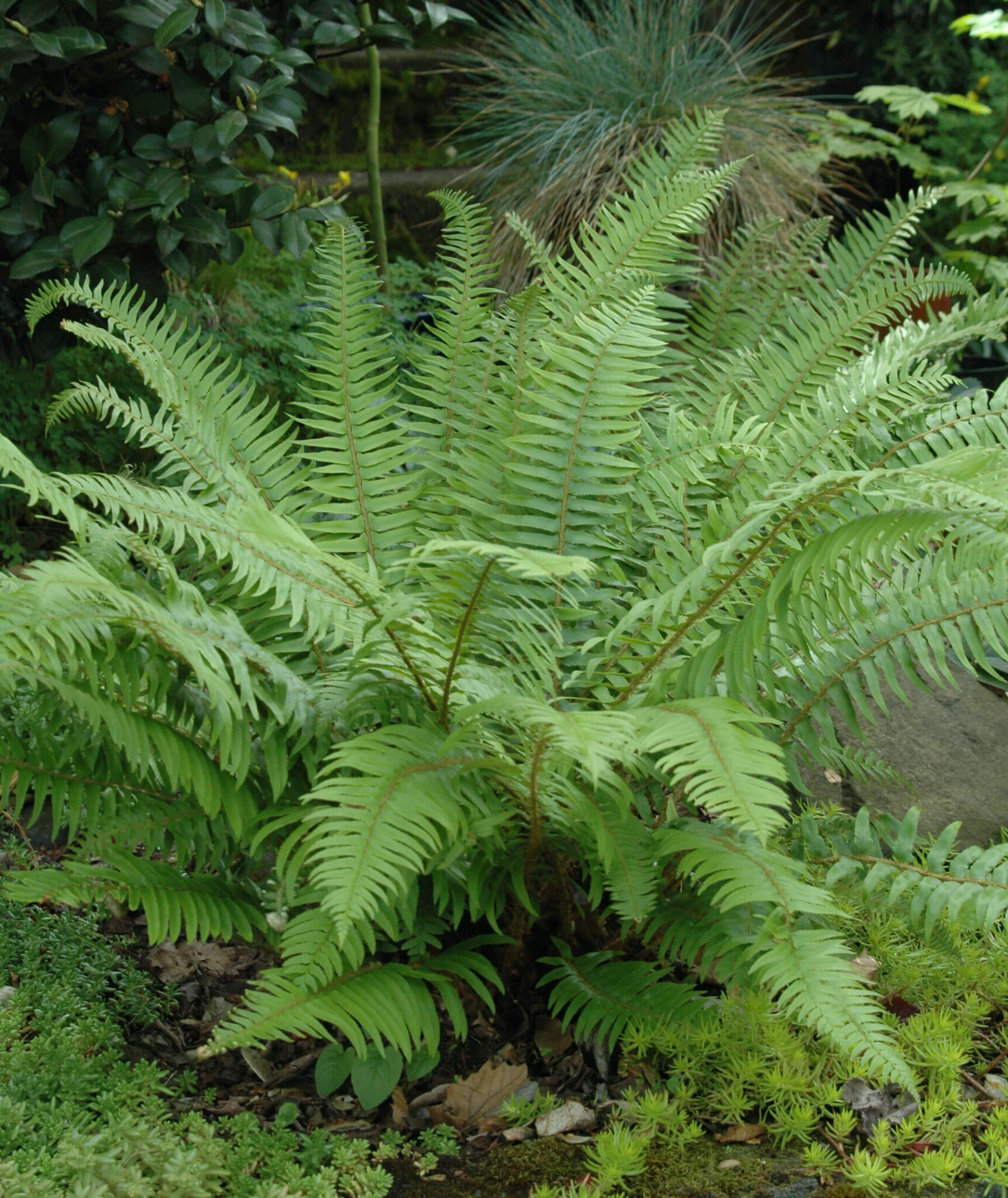 emswcd-sword-fern_0