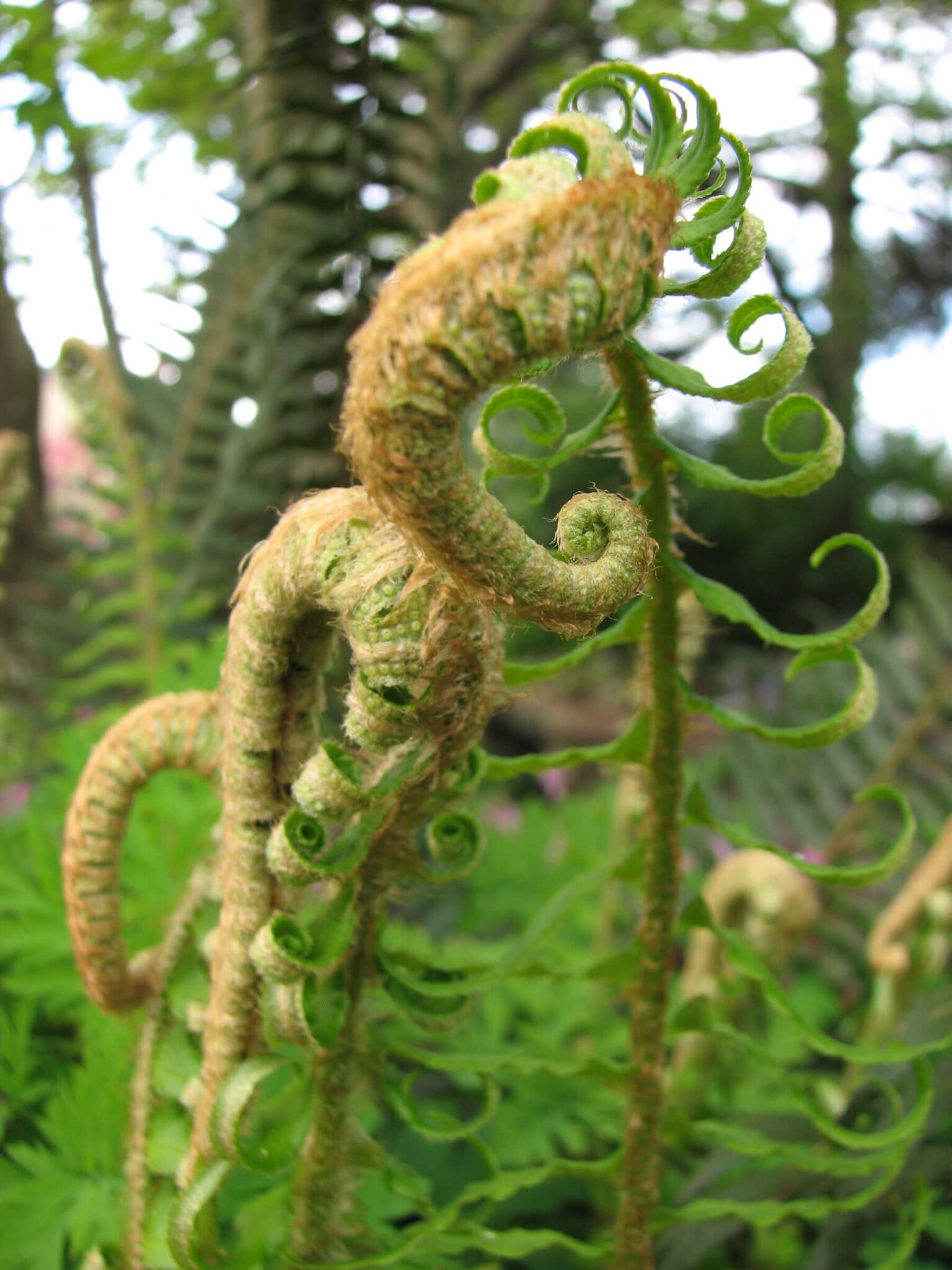 emswcd-sword-fern_4